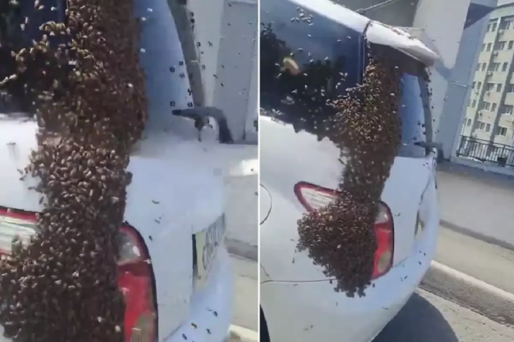 Otobanda Büyük İstila! Saniyeler İçinde Aracın Üzerini Kapladılar
