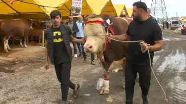 Şampiyon Boğa “Poyraz” Cumhurbaşkanına Hediye Edilmek İsteniyor