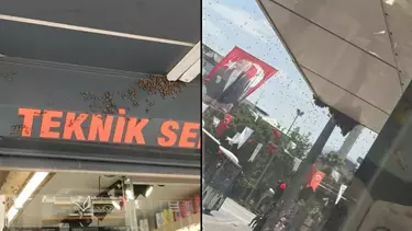 Denizli’de kraliçe arının peşinden gelen binlerce arı şehir merkezini sardı