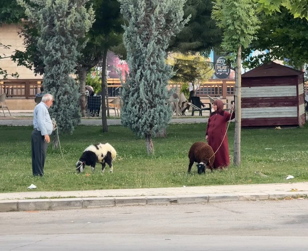 Elazığ’da Yaşlı Çiftin Koyun Gezintisi İlgiyle İzlendi