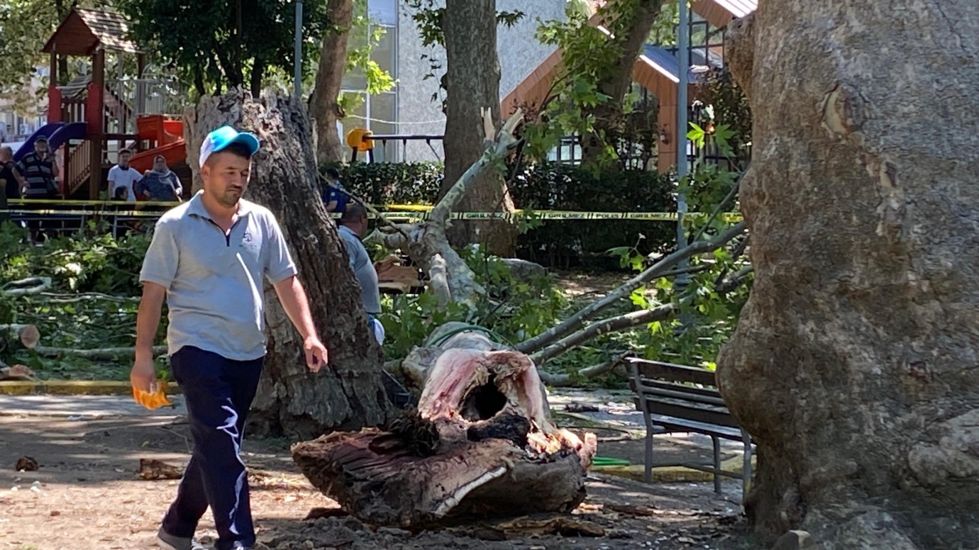 Kocaeli Gölcük’te Çınar Ağacı Devrildi: 3 Kişi Yaralandı