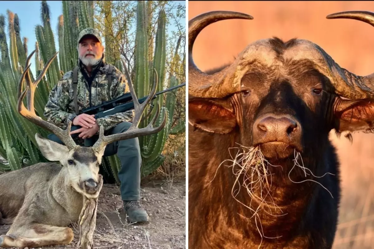 ABD’li Milyoner Avcı, Safari Turu Sırasında Cape Buffalo Saldırısında Hayatını Kaybetti