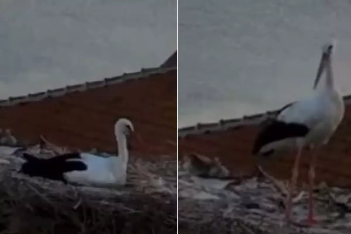 Yaren Leylek Deprem Öncesi Sıra Dışı Hareketleriyle Dikkat Çekti