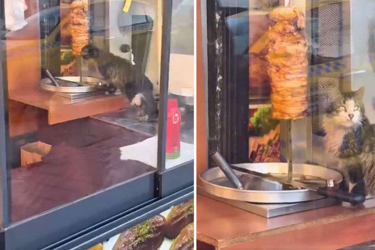 İstanbul’da Döner Skandalı Kedinin Tezgahtaki Görüntüsü Gündem Oldu
