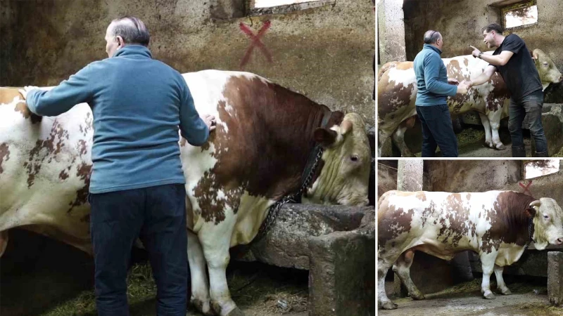 Erzurum’da 1 Ton 250 Kiloluk Tosun 550 Bin TL’ye Satıldı