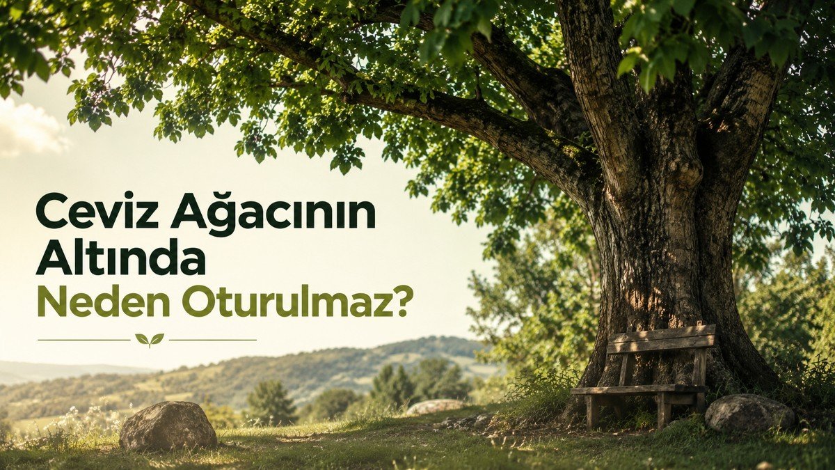 Neden Ceviz Ağacının Altında Oturulmaz?
