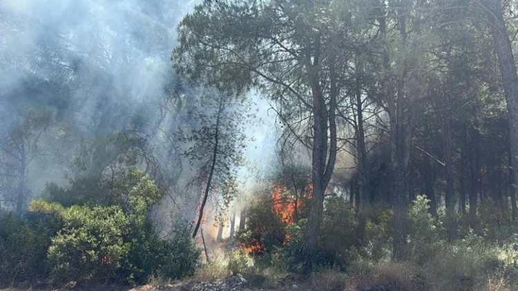 İzmir'deki Orman Yangınıyla İlgili Gözaltına Alınan Şüpheli Tutuklandı