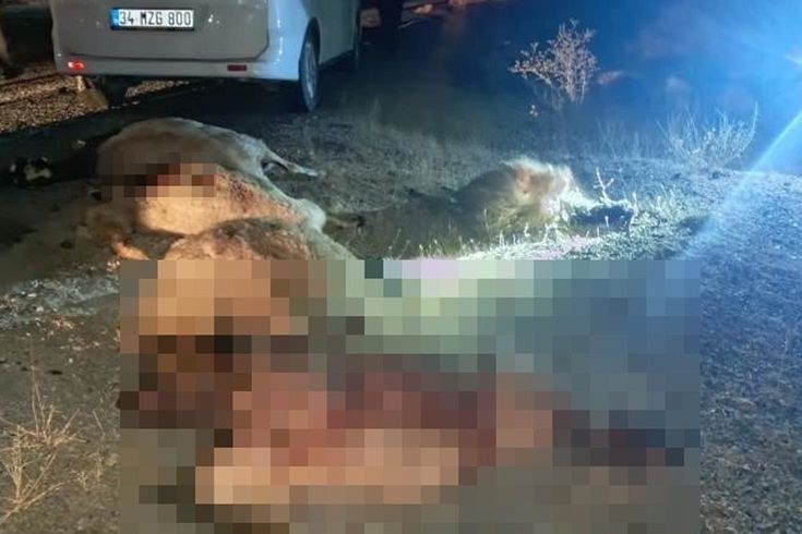 Hakkari-Van Yolunda Otomobil Koyun Sürüsüne Çarptı: Çok Sayıda Hayvan Telef Oldu