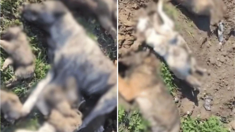 Osmaniye’de Hayvan Barınağında Katliam! Onlarca Köpek Yavrusuyla Birlikte Ölü Bulundu