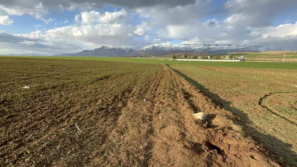 Şırnak Silopi’de Poşet İçinde Yenidoğan Bebek Cesedi Bulundu