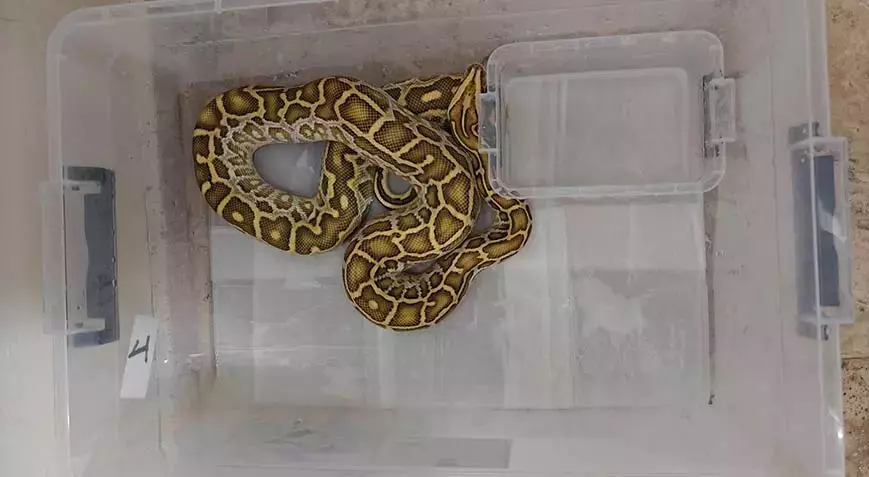 Polisi Bile Şaşırtan Operasyon: Yılan ve Tarantula Yakalandı