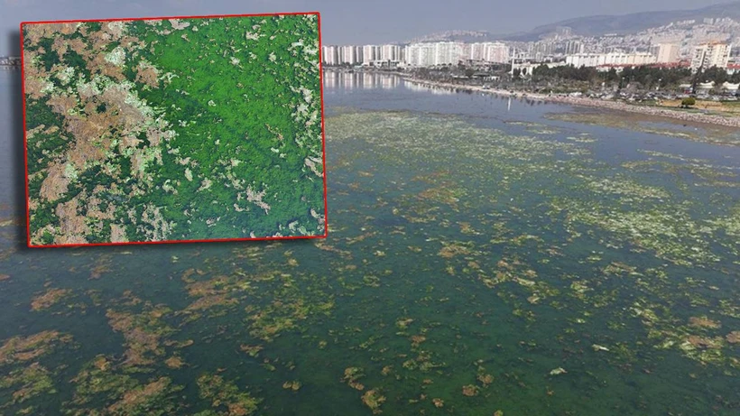 İzmir Körfezi'nde Deniz Marulu Alarmı! İzmir Körfezi'nde Deniz Marulu Alarmı!