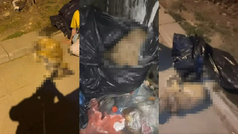 İstanbul'da Hayvan Katliamı! Çöp Konteynerinden Ölü Köpekler Çıktı