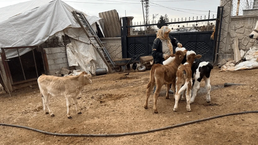 Bayram Gecesi Çiftçiye Darbe: 14 İnek Çalındı, Buzağılar Biberonla Besleniyor Bayram Gecesi Çiftçiye Darbe: 14 İnek Çalındı, Buzağılar Biberonla Besleniyor