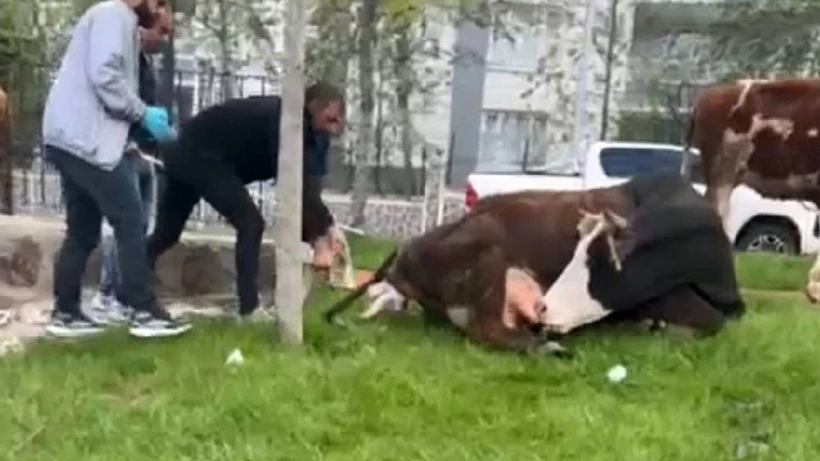 Parkta Doğum: Belediye Ekipleri İneğin Buzağısına Yardım Etti