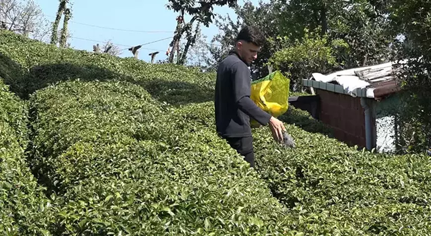 2025 Yaş Çay Sezonuna Geri Sayım: Bahçelerde Budama ve Gübreleme Mesaisi