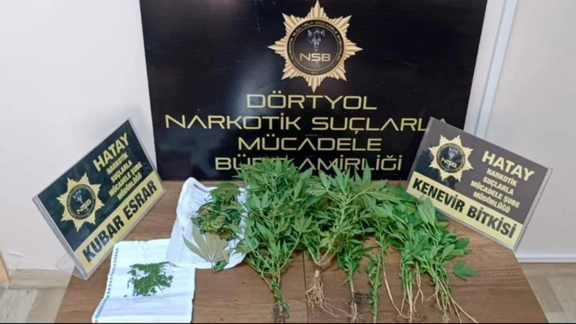 Hatay Dörtyol’da Bir Evde 20 Kök Hint Keneviri Ele Geçirildi