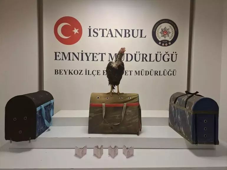 İstabul Beykoz'da Horoz Dövüşüne Operasyon: 3 Hayvan Koruma Altına Alındı, 21 Kişiye Ceza Kesildi