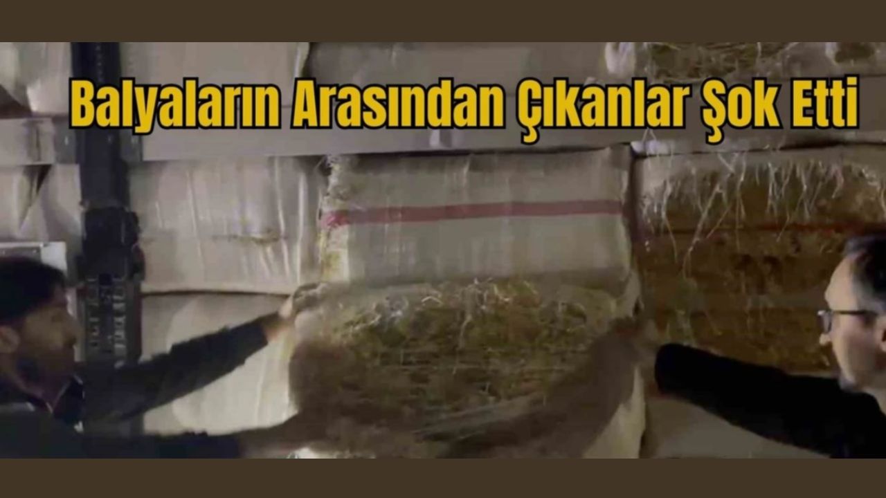 Saman Balyaları Arasından Çıkanlar Şok Etti Saman Balyaları Arasından Çıkanlar Şok Etti