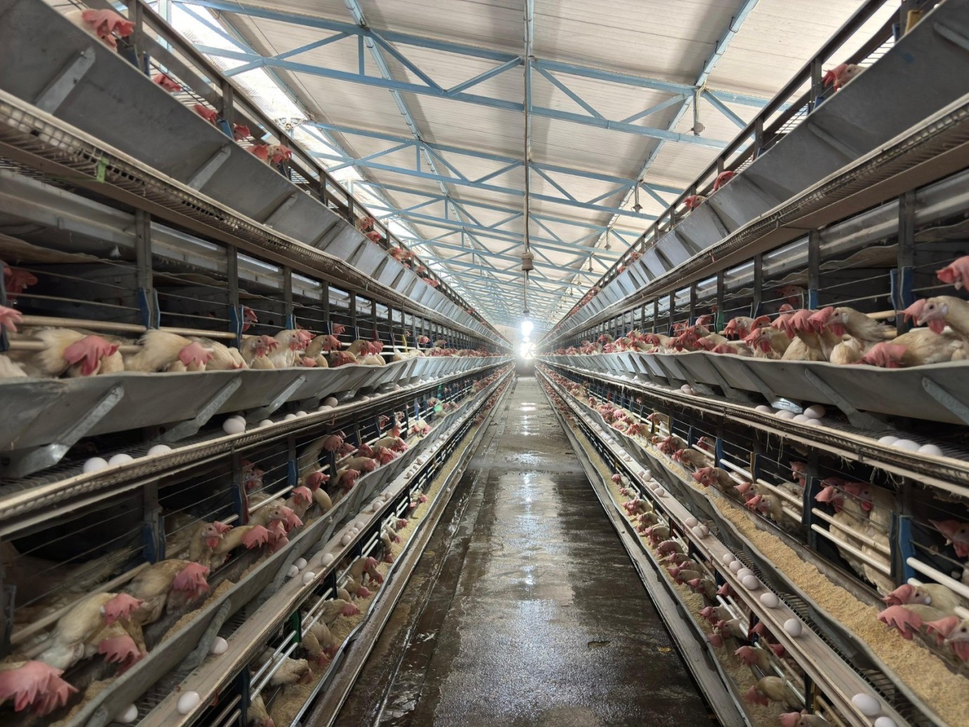 Erzincan’da Yumurta Tavukçuluğuna Yeni Yatırım: 80 Bin Tavuklu Tesise Ek Kapasite Geliyor