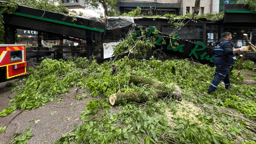 Rüzgar Çınar Ağacını Devrirdi: Kafe Zarar Gördü, Cadde Trafiğe Kapatıldı