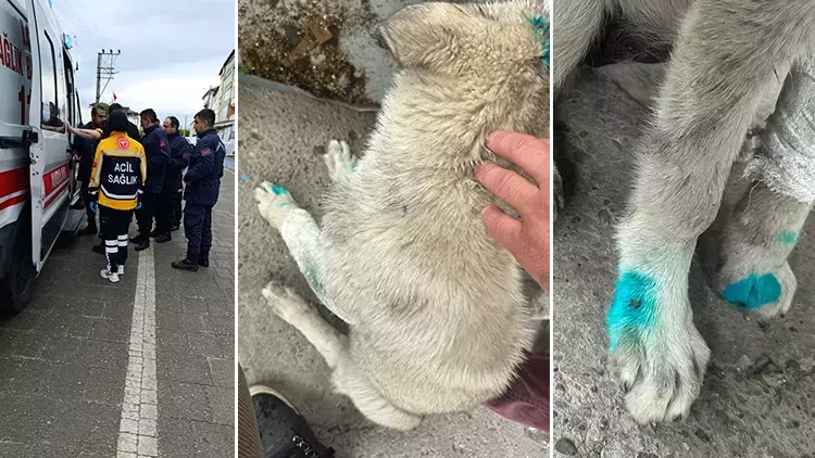 Bunu da Gördük! Sokak Köpeğini Isıran Sözde İnsan Gözaltına Alındı