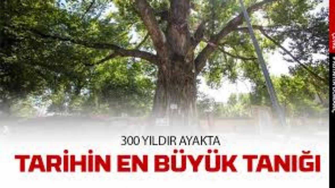 Erzurum’un Oltu İlçesinde 300 Yıllık Anıt Ceviz Ağacı Zamana Direniyor