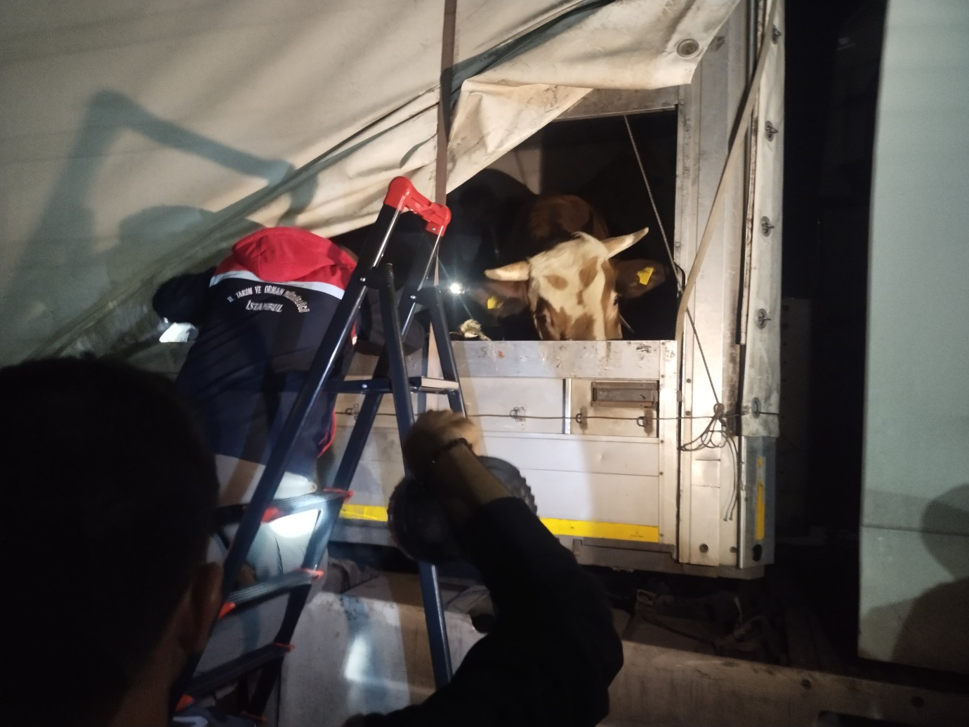 Anadolu’dan Gelen Kurbanlıklar İstanbul’a Giriş Yapmaya Başladı Anadolu’dan Gelen Kurbanlıklar İstanbul’a Giriş Yapmaya Başladı
