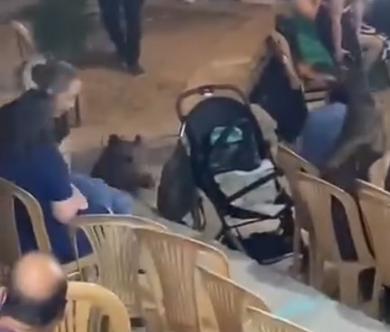 Muğla Bodrum’da Düğüne Yaban Domuzu Sürprizi: Kısa Süreli Panik Yaşandı Muğla Bodrum’da Düğüne Yaban Domuzu Sürprizi: Kısa Süreli Panik Yaşandı