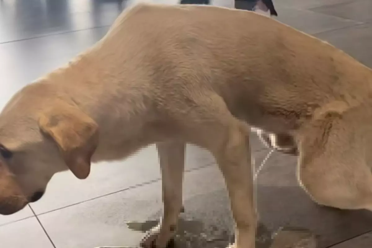 Hastane Kafeteryasında Başıboş Köpek Görüntüsü Tepki Çekti Hastane Kafeteryasında Başıboş Köpek Görüntüsü Tepki Çekti