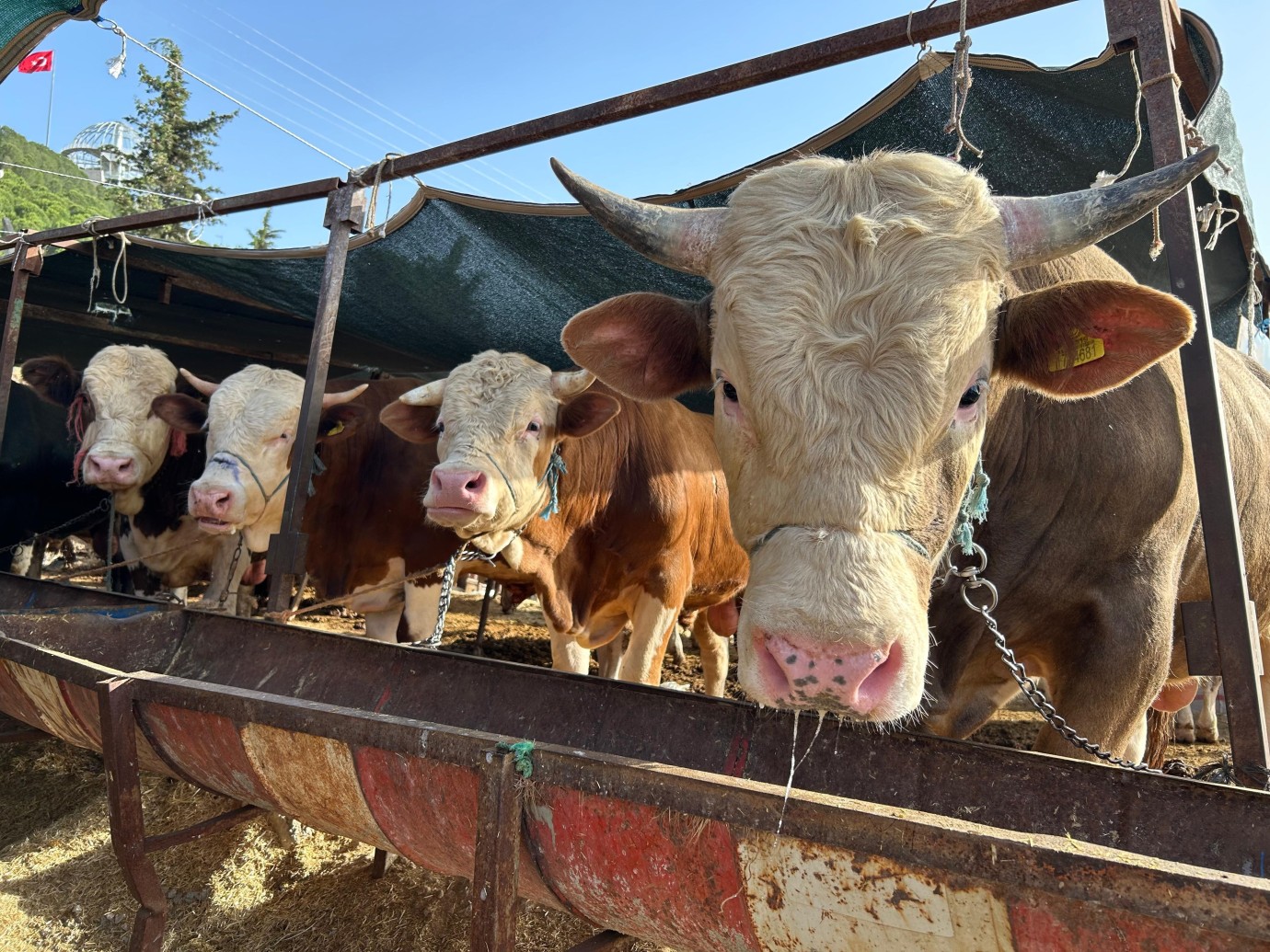 Erzincan’da Kurban Kesim Yerleri ve Kurallar Açıklandı