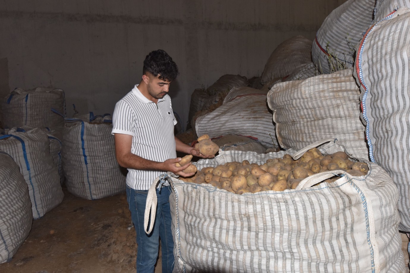 Ahlat'ta Patates Üreticisi Zor Günler Yaşıyor: 20 Bin Ton Patates Alıcı Bekliyor