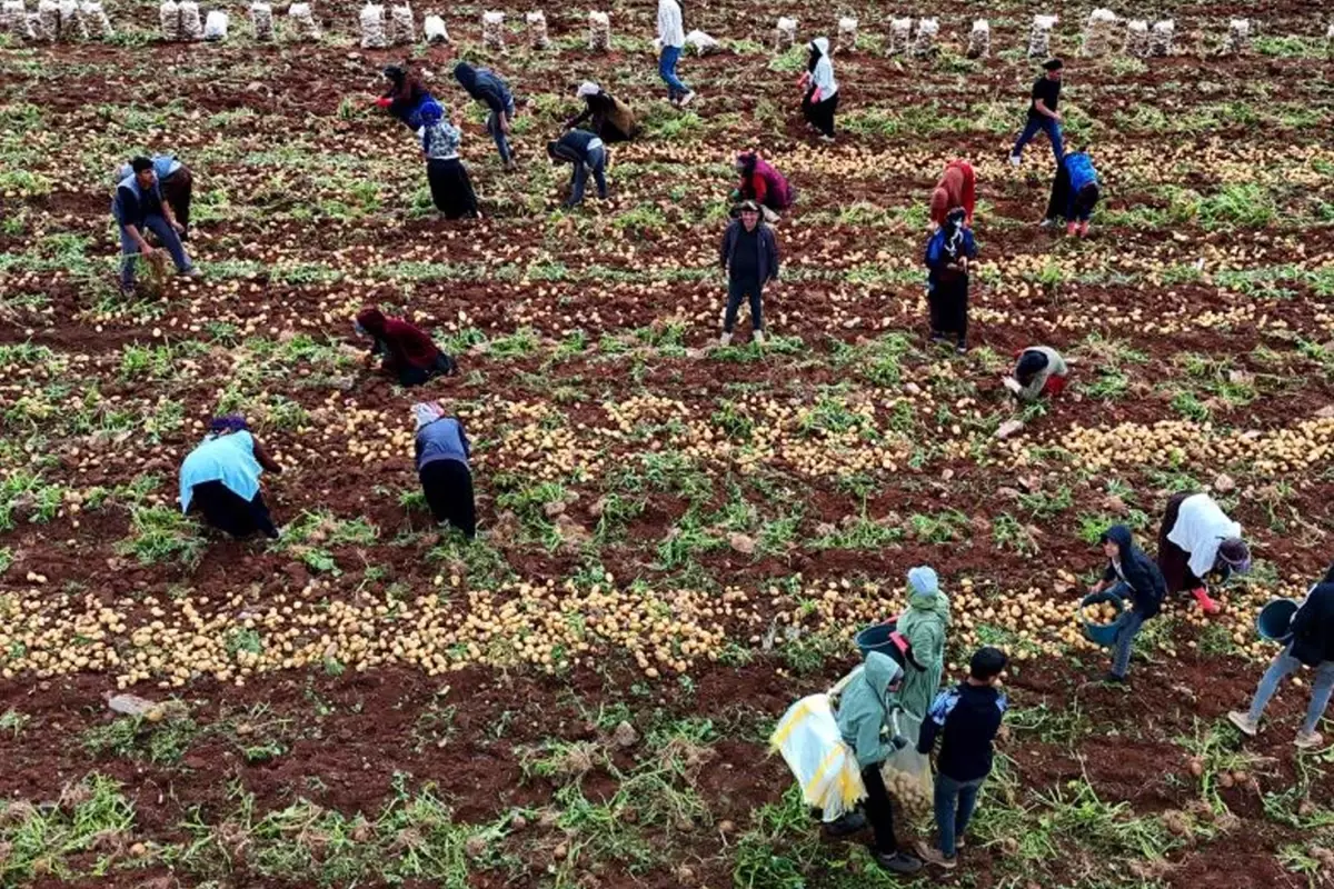 Adana’da Patates Hasadı Sürüyor: İşçiler Günde 2.500 Lira Kazanıyor