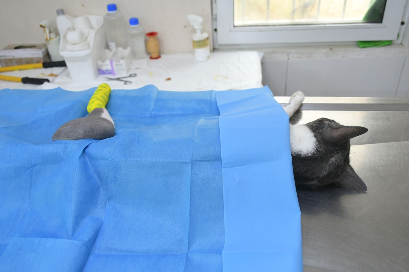 Başkan Günel 5’inci Kattan Düşen Kediye Umut Oldu