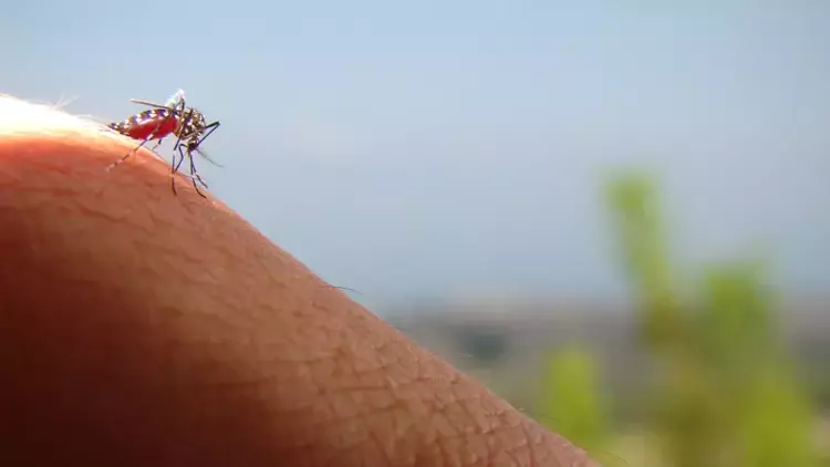 Yaz Aylarında Sivrisinek Isırıklarından Korunmanın Sırrı Ne? Yaz Aylarında Sivrisinek Isırıklarından Korunmanın Sırrı Ne?