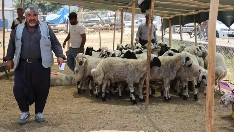 Kurbanlık Fiyatlarında Büyük Düşüş: Küçükbaş Hayvanlar 13 Bin TL’ye Kadar Geriledi