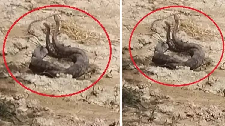 Hatay’da Yılanların Çiftleşme Dansı Kamerada Hatay’da Yılanların Çiftleşme Dansı Kamerada