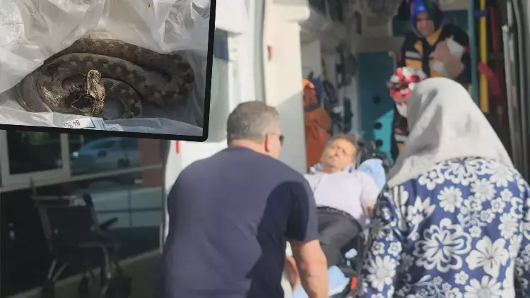 Ailesiyle Pikniğe Gitti, Ayağını Yılan Isırdı Ailesiyle Pikniğe Gitti, Ayağını Yılan Isırdı