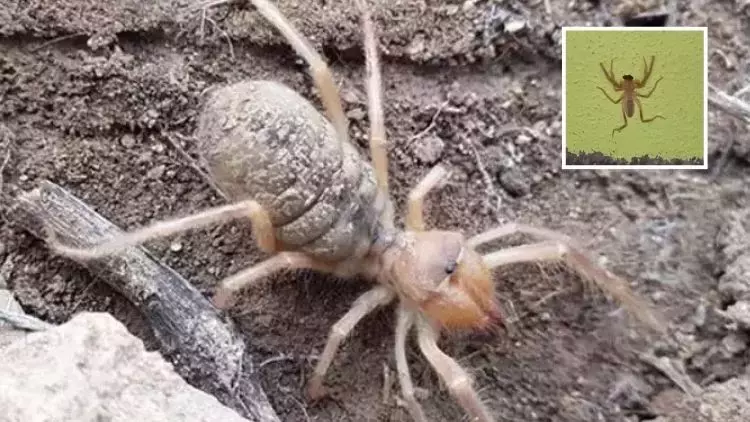 Zehirli Sarıkız Örümceği Elazığ’da Görüldü! Yaz Aylarında Dikkat