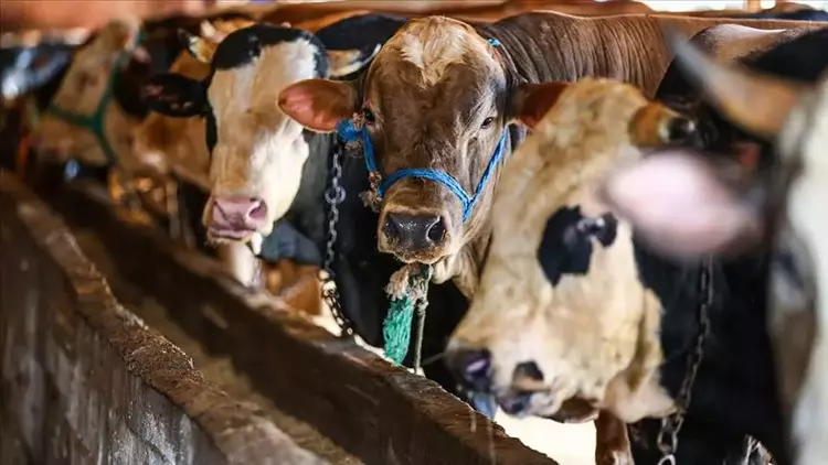 Kurban Bayramı’nda 3 Milyon 330 Bin Kurbanlık Kesildi