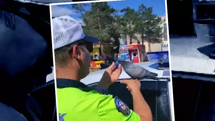 Trafik Polisinden Güvercine Merhamet Dolu Dokunuş Trafik Polisinden Güvercine Merhamet Dolu Dokunuş