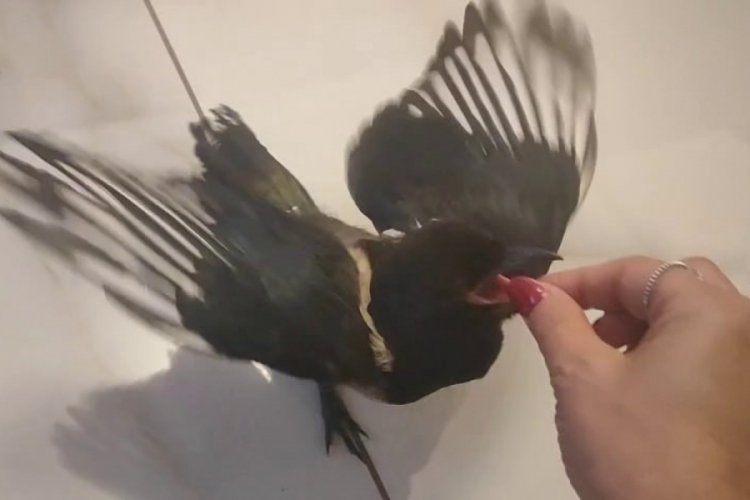 Yavru Saksağan Hayatını Değiştirdi: “Haşmet” Artık Onunla Tatile Gidiyor