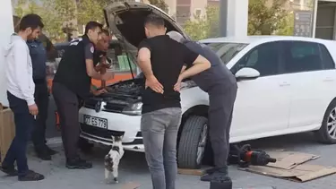Anne Kedi Yavruları Kurtarılana Kadar Otomobilin Başından Ayrılmadı Anne Kedi Yavruları Kurtarılana Kadar Otomobilin Başından Ayrılmadı