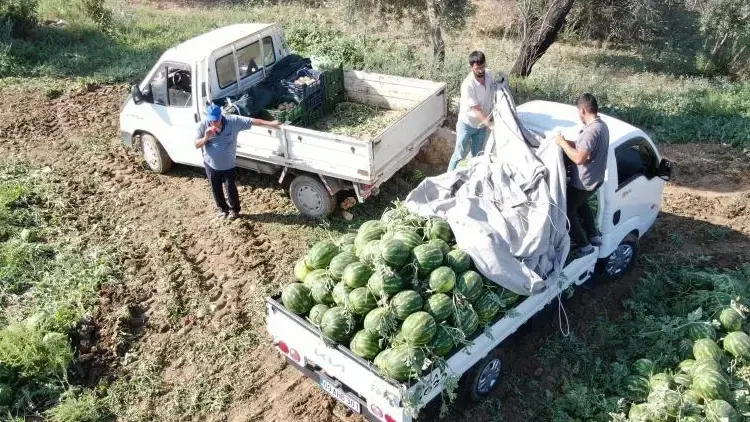 Türkiye'nin Gözü Aydın’da: Karpuz İçin Saatlerce Sırada Bekliyorlar