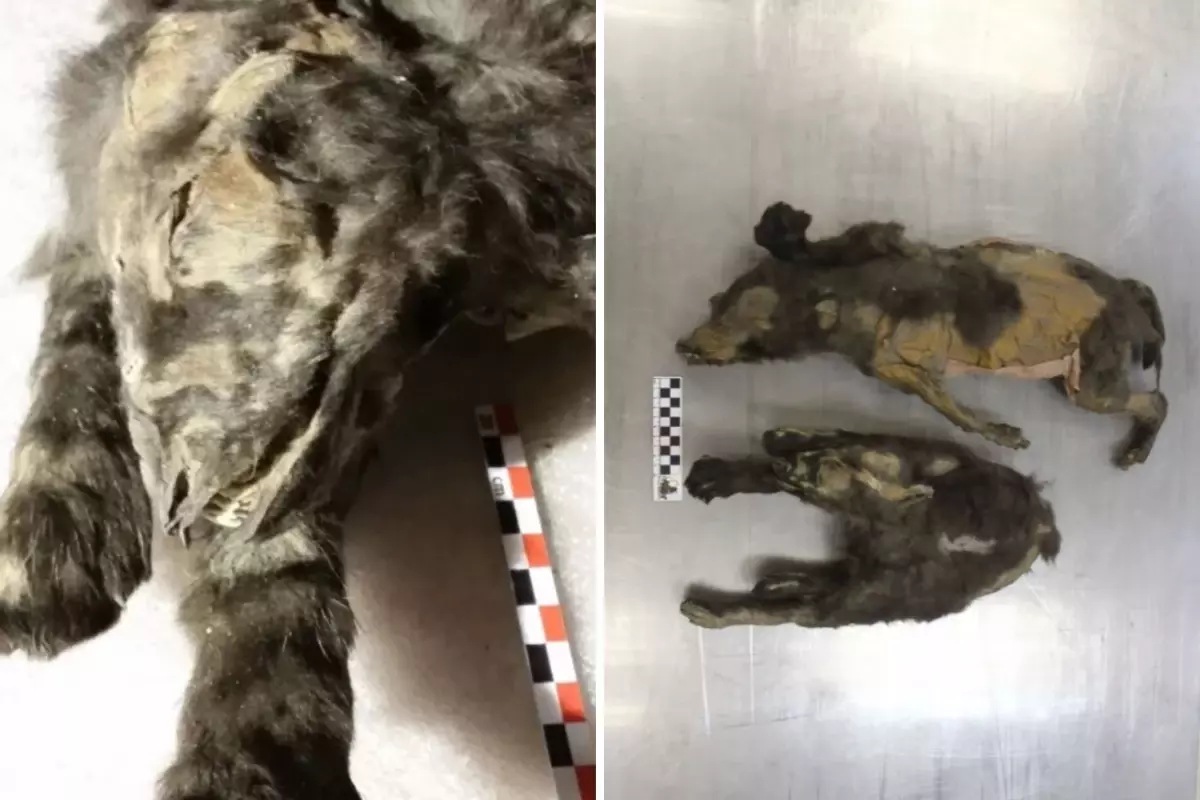 14 Bin Yıllık Kurt Yavruları Buzlar Altında Mumyalanmış Hâlde Bulundu 14 Bin Yıllık Kurt Yavruları Buzlar Altında Mumyalanmış Hâlde Bulundu