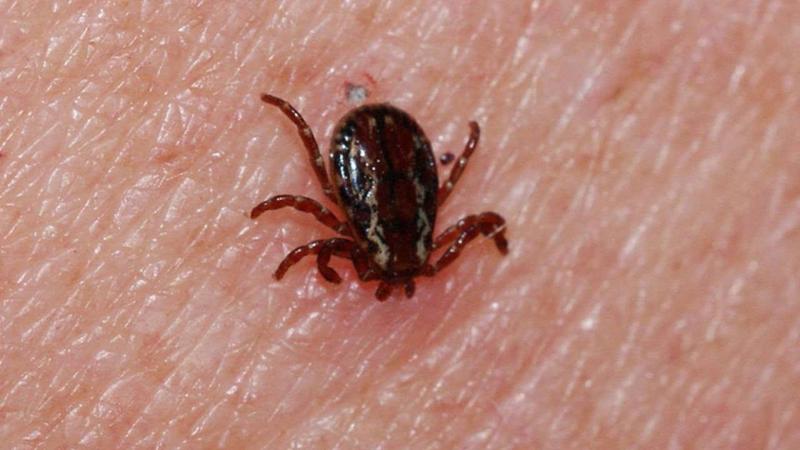 İstanbul’da Görülen "Rhipicephalus" Kene Türü Zararsız Çıktı