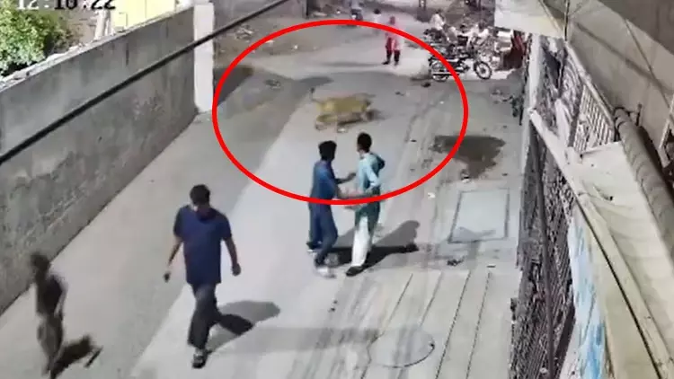 Pakistan Aslan Saldırısı: Kadın ve Çocukları Yaralandı, Sahipleri Seyretti Pakistan Aslan Saldırısı: Kadın ve Çocukları Yaralandı, Sahipleri Seyretti