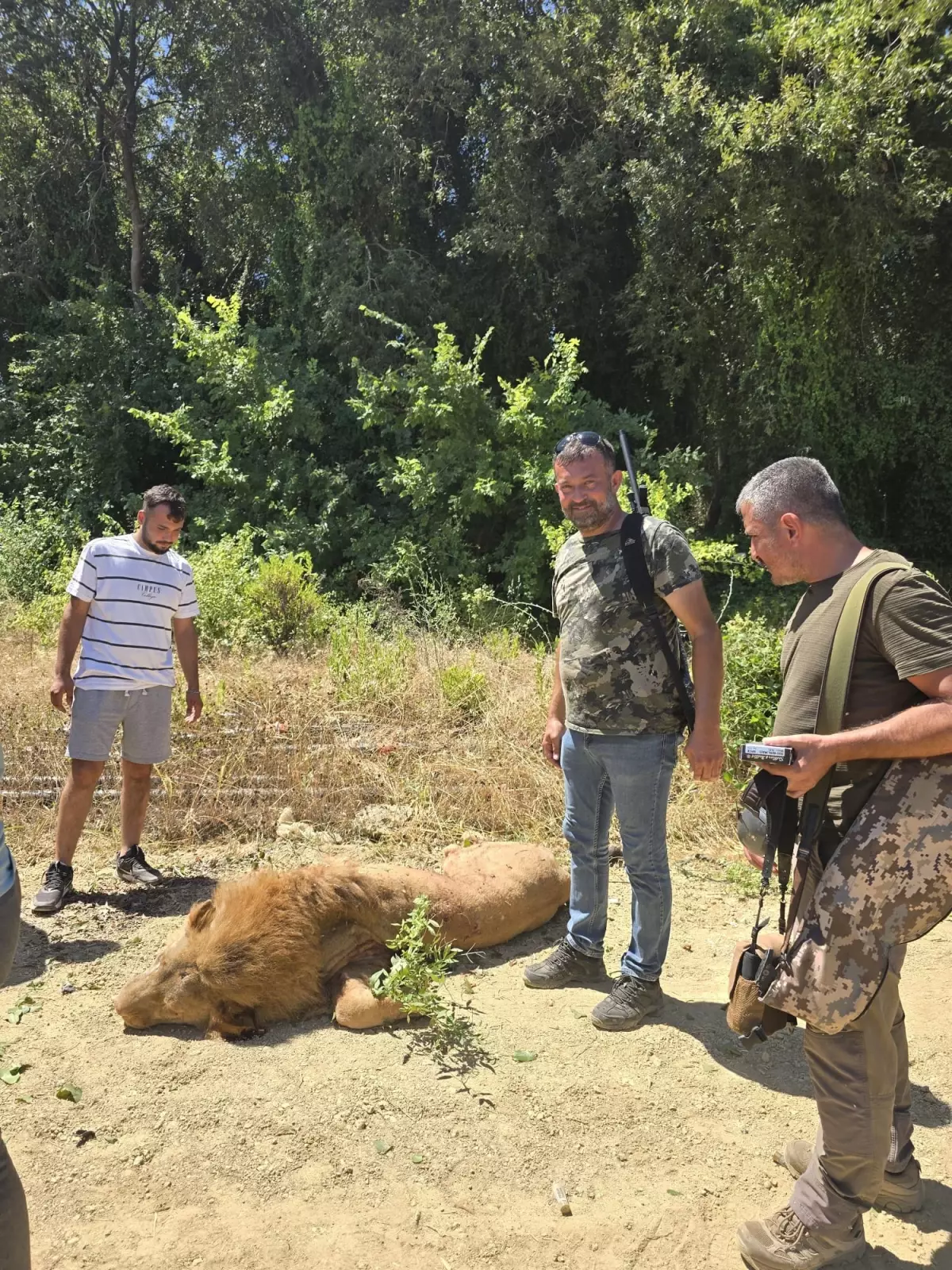 Manavgat’ta Hayvan Parkından Kaçan Aslan Öldürüldü: Bir Kişi Yaralandı
