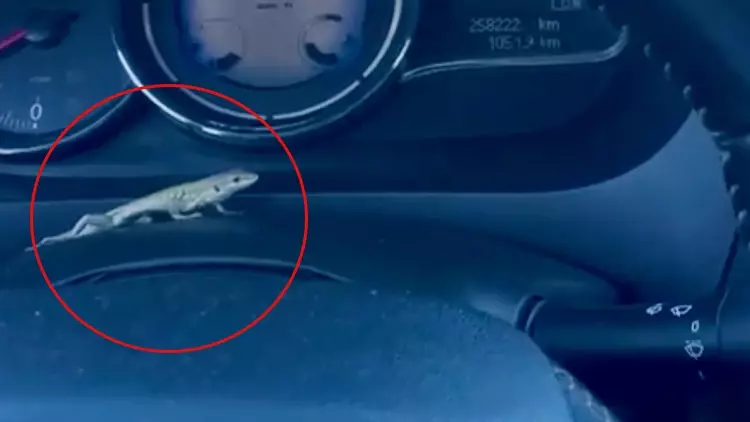 Gösterge Panelinde Kertenkeleyi Gördü, Seyir Halinde Şok Yaşadı!
