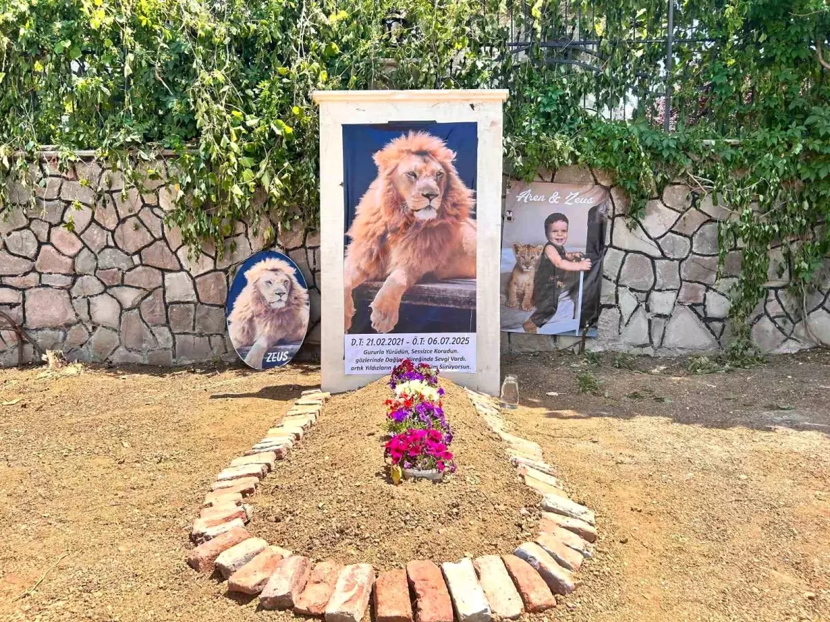 Antalya’da 'Zeus' İsimli Aslan Vurularak Öldürüldü: Sahibi Evinin Önüne Mezar Yaptırdı Antalya’da 'Zeus' İsimli Aslan Vurularak Öldürüldü: Sahibi Evinin Önüne Mezar Yaptırdı